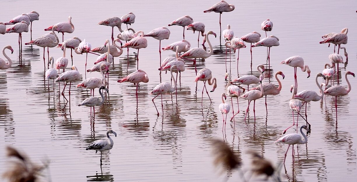 Al Wathba Wetland Reserve